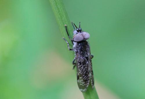 Haematopota sp.